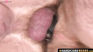 HardcoreBears.com - Hairy bearded bear with cock ring barebacks mature hunky gay eage