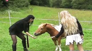 Erected stallion goes in