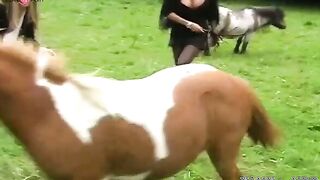 Erected stallion goes in