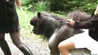 Erected stallion goes in