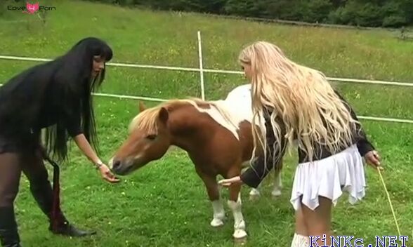 Erected stallion goes in
