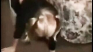 Cuckold Archive Sissy offer his wifey to bbcs Pet skank