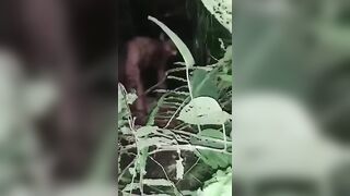 Jungle sex
