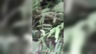 Jungle sex