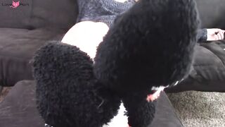 Fuzzy Socks Ignore And Tease