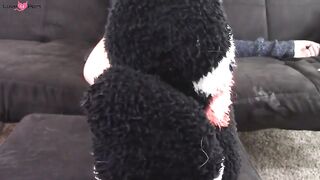 Fuzzy Socks Ignore And Tease