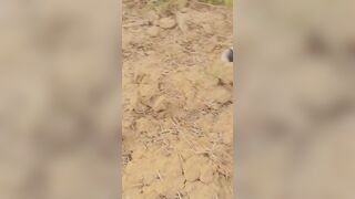Donkey sub for master arabs