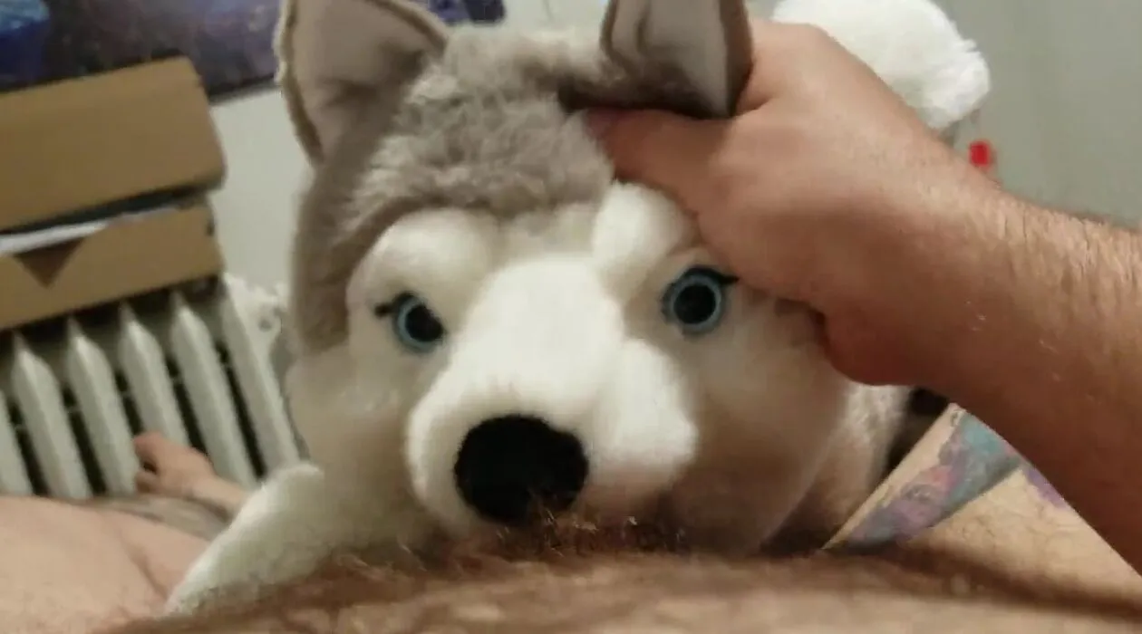 Man Fucks Female Siberian Husky - Love4Porn.com Presents Oral Sex from my plushie husky and finished with a  masturbation