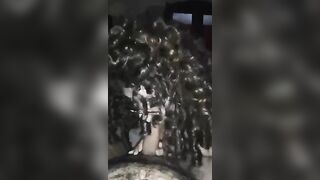 Ricciolona italiana
