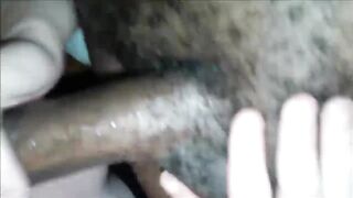 Sucking Off her hubby's dick - Cuckolding