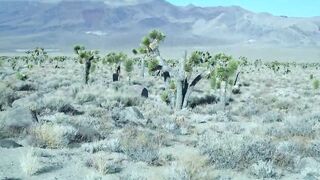 Desert Nymph Cutie Experiences Human Penis into Desert: Brandibraids