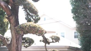 先っぽまでは挿入させてくれる母とのギリギリ相姦　佐倉由美子