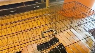 First time into cage
