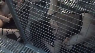 3 bitches having fun with their cunts into cage