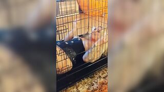 Fun into cage with wand