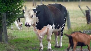 Three bites en baise brutale pour cette chienne francaise