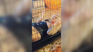 Fun inside a cage