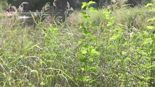 Turned On cougar eats 2 cocks into the woods