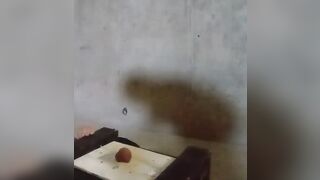 Miss Kitty tramples nuts