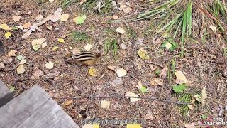Walking with my stepsister into the forest park. Sex blog, Live clip. - pov