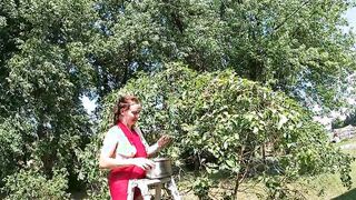 Topless Dark Haired Picking Cherries from the Tree
