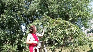 Topless Dark Haired Picking Cherries from the Tree