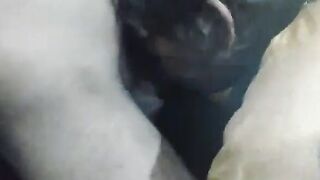 Desi Indian sucking