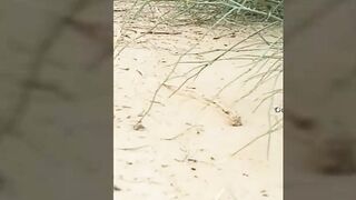 Desi Indian Old man Outdoor fuck
