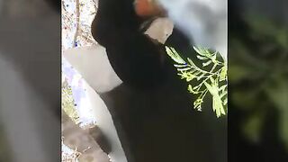 Desi Indian Outdoor sex