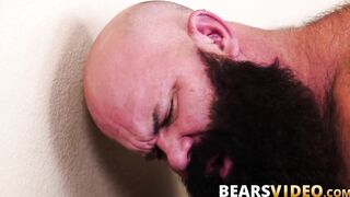 Bear enjoys pounding from equally hung masculine bear stud