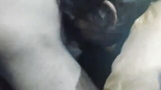 Sexy Indian Puja Bhabhi Fucking