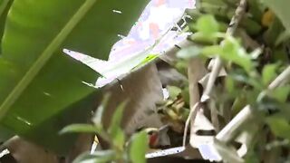 Morena gostosa do rabão fudendo com os dotados