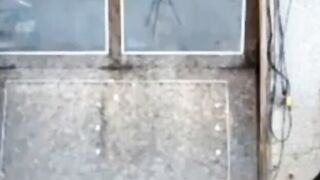 Silver Fox Strokes Wood at the Sawmill