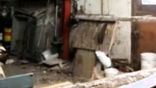 Silver Fox Strokes Wood at the Sawmill