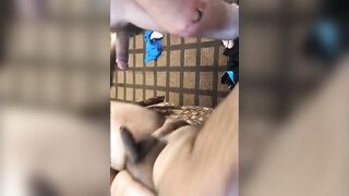 Bareback Bear Pounding